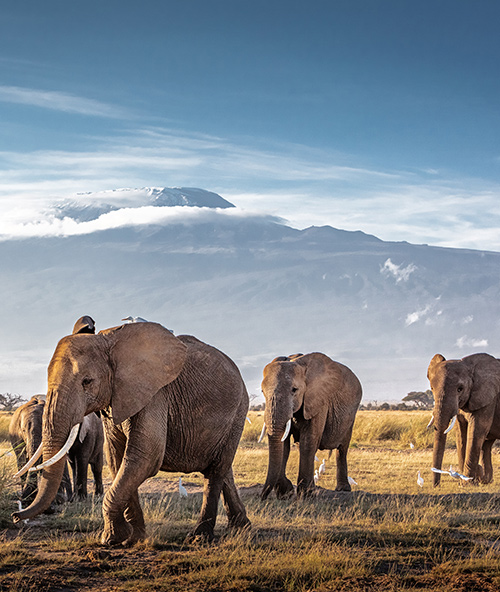 Africa
